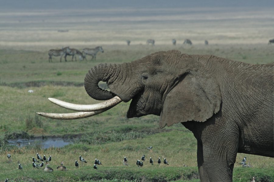 The Ivory Trade