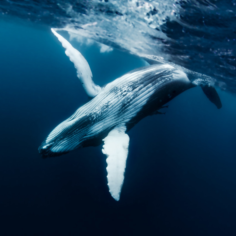 Why+We+Should+Conserve+the+Blue+Whale+Population